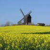 Bockwindmühle Pudagla im Raps 2