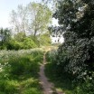 Frühling auf dem Deich bei Warthe 1