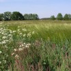 Frühling im Feld 1