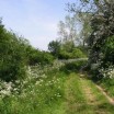 Frühling auf dem Deich bei Warthe 3
