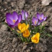 Frühlingsblüher 1