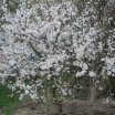 Strauch mit Blüten 1