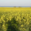 Rapsblüte am Haff 1