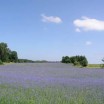 Blaues Feld auf Usedom 1