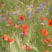Feldblumen 1