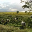 Galloways in den Peenewiesen 1