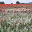 Mohn im Gerstenfeld 1