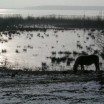 Winter an der Peene mit Pferd 1