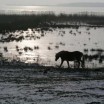 Winter an der Peene mit Pferd 2