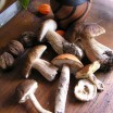 Pilzsammlung Usedom 1