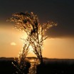 Schilf in der Abendsonne Usedom 2