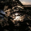 Schilf in der Novembersonne Usedom 1