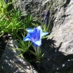 Der Blaue Enzian 1