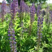 Duftgarten 1