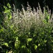 Duftgarten 2