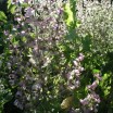 Duftgarten 3