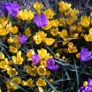 Frühlingsblüher 1