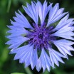 Kornblume 1