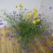 Kornblumenstrauß 1