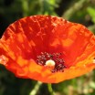 Mohnblume 1