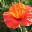 Mohnblume 3
