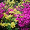 Rhododendron in Graal Müritz 1