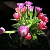 Tulpen vor dunklem Hintergrund 1