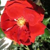 Entblätterte Rose 1