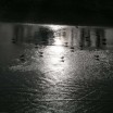Möwen im Sturm am Strand im Gegenlicht 1 