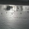 Möwen im Sturm am Strand im Gegenlicht 2