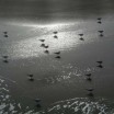 Möwen im Sturm am Strand im Gegenlicht 3