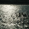 Ostsee mit alten Pfählen im Gegenlicht 1