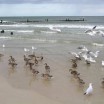 Strandvögel 1