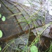 Teich mit Spiegelung Gläserner Turm 1