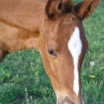 Fohlen 1