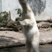 Eisbär im Zoo 1