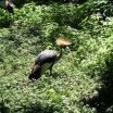 Kronenkranich im Zoo 1