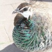Pfau im Zoo 1