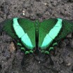 Grüner Schmetterling 1
