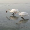 Schwanenpaar auf dem Eis der Peene Usedom 1