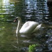 Schwan auf dem Wolgastsee Usedom 1