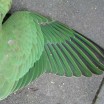 Papageienfluegel 1