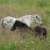 Stute und Fohlen im hohen Gras 1